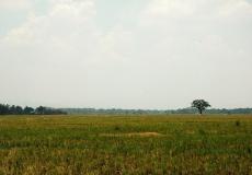 Nueva Ecija: The Food Bowl and Rice Granary of Central Luzon