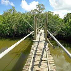 Candijay Mangrove Forest